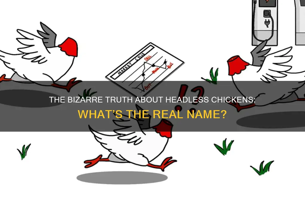 what you call a chicken without head