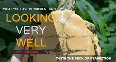 Chicken Turtle: A Healthy and Happy Pet