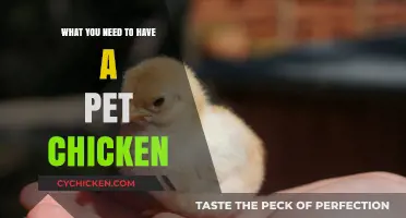 Essential Supplies and Care Tips for Raising Happy Pet Chickens
