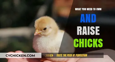 Essential Supplies and Tips for Raising Healthy Chicks at Home