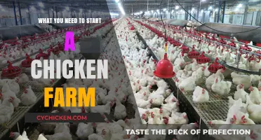 Essential Steps and Supplies for Launching Your Chicken Farm