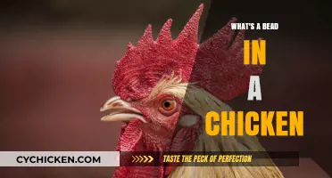 Understanding Chicken Anatomy: What Is a Bead and Its Role?