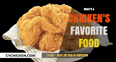 Cluck-Worthy Delights: Uncovering a Chicken's Top Food Choices