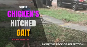 Understanding the Unique Hitched Gait of Chickens: Causes and Implications