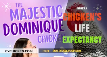 Understanding the Average Lifespan of Chickens: Factors and Care Tips