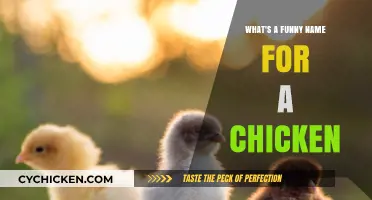 Cluck and Giggle: Hilarious Names for Your Feathered Friend