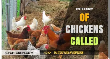What's a Group of Chickens Called? Discover the Surprising Answer