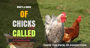 What's a Group of Chicks Called? Discover the Adorable Collective Noun