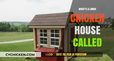What’s a Large Chicken House Called? Exploring Poultry Housing Names