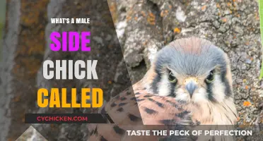 Understanding the Male Side Chick: Unveiling the Term and Its Implications
