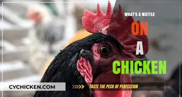Understanding the Wattle: A Unique Feature on Chickens Explained