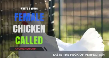 What’s a Young Female Chicken Called? Poultry Basics Explained