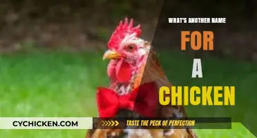 Cluck, Poultry, or Fowl: Exploring Alternative Names for Chickens
