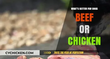 Beef vs. Chicken: Which Protein is Best for Your Dog?