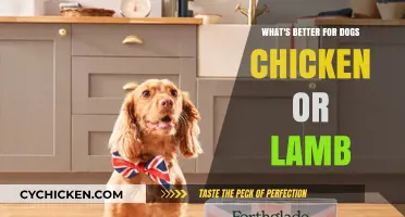 Chicken vs. Lamb: Which Protein is Best for Your Dog?