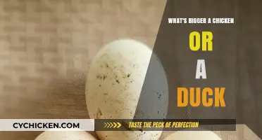 Chicken vs. Duck: Unraveling the Size Debate Once and For All