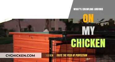 Unwanted Guests: Identifying and Managing Chicken Coop Crawlers