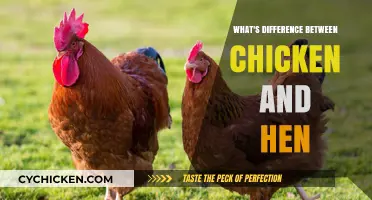 Understanding the Key Differences Between Chickens and Hens