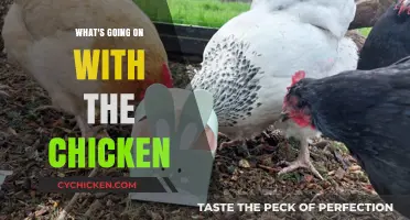 Unraveling the Mystery: What's Really Happening with the Chicken?