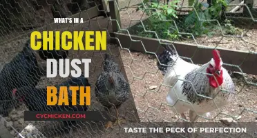 Unveiling the Secrets of a Chicken's Dust Bath Ritual