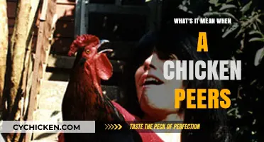 Understanding Chicken Behavior: Decoding the Meaning of a Chicken's Peer