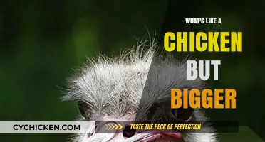 Discovering the Ostrich: A Giant Bird Resembling a Chicken