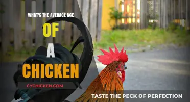 Understanding the Typical Lifespan: What's the Average Age of a Chicken?