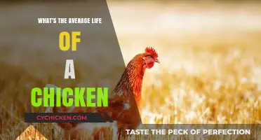 Understanding the Typical Lifespan of Chickens: Factors and Insights