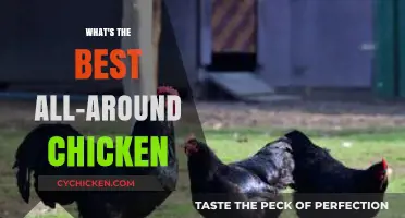 Discover the Ultimate All-Around Chicken Breed for Your Flock