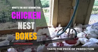 Chicken Nesting: Choosing the Right Bedding for Your Hens