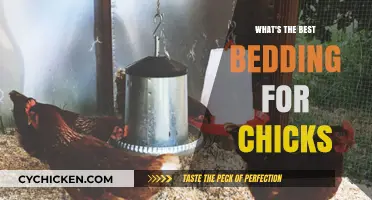Choosing the Perfect Bedding for Happy, Healthy Chicks: Top Tips