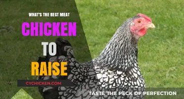 Top Meat Chicken Breeds for Efficient and Profitable Homesteading