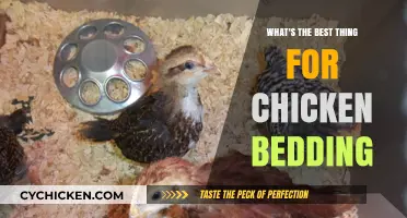 Top Chicken Bedding Options: Comfort, Cleanliness, and Coop Health Tips
