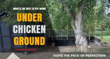 Chicken Ground: Best Bedding Materials for Your Coop
