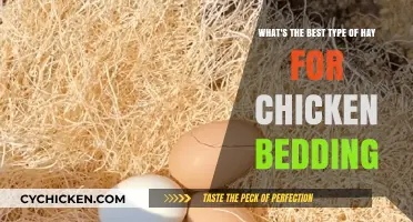 Best Hay Types for Chicken Bedding