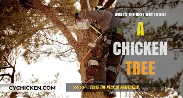 How to Kill a Chicken Tree Effectively