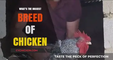 Discover the Largest Chicken Breed: A Guide to Giant Poultry