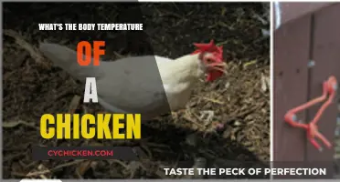 Understanding the Normal Body Temperature Range of Healthy Chickens