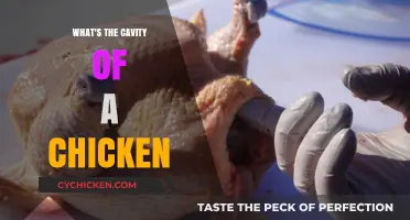 Understanding the Chicken's Body Cavity: A Comprehensive Guide