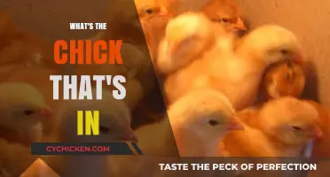 What's the Chick That's In? Unveiling the Mystery Inside