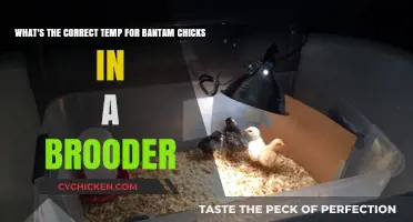 Ideal Brooder Temperature for Bantam Chicks