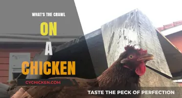 Understanding the Chicken Crawl: Purpose, Benefits, and Fascinating Facts