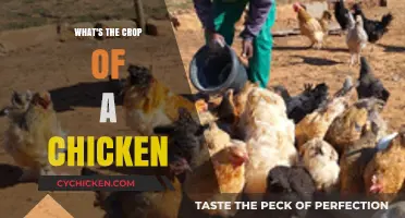 Understanding Chickens: What They Grow and Their Role in Farming