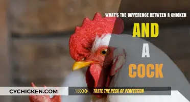 Chicken and Cock: What's the Real Difference?
