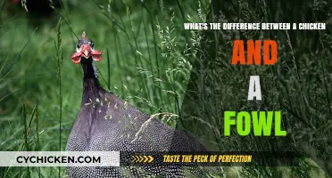 Chicken vs Fowl: What's the Real Difference?