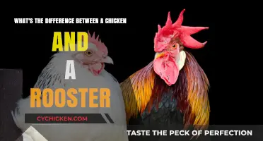 Roosters and Hens: What's the Difference?