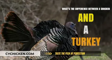 Poultry Pals: Chicken vs Turkey Traits