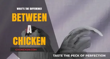 Chicken Varieties Explained: Understanding Breeds, Uses, and Unique Characteristics