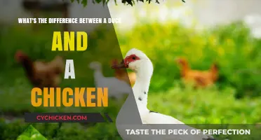 Duck vs. Chicken: What Sets These Birds Apart?