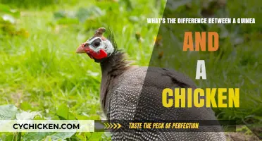 Guinea vs Chicken: What Sets Them Apart?
